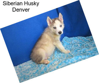 Siberian Husky Denver