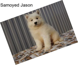 Samoyed Jason
