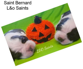 Saint Bernard L&o Saints