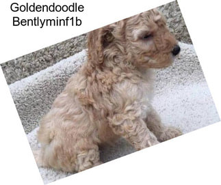 Goldendoodle Bentlyminf1b