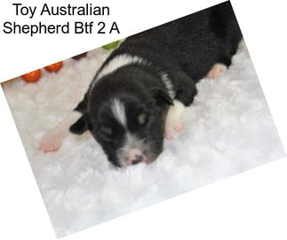 Toy Australian Shepherd Btf 2 A