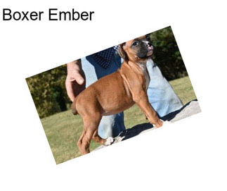 Boxer Ember