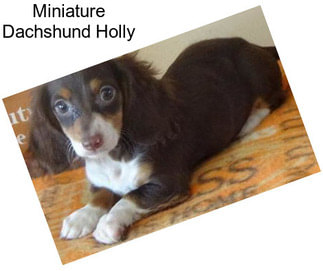 Miniature Dachshund Holly