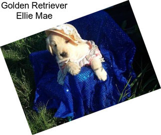 Golden Retriever Ellie Mae