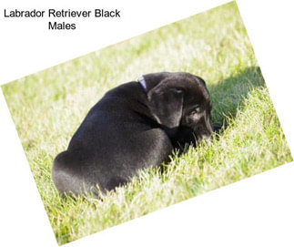 Labrador Retriever Black Males