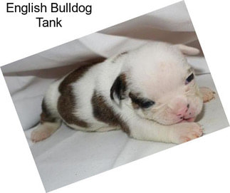 English Bulldog Tank