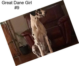 Great Dane Girl #9