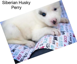 Siberian Husky Perry