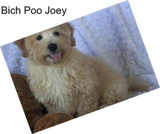 Bich Poo Joey