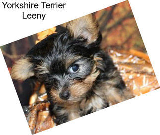 Yorkshire Terrier Leeny