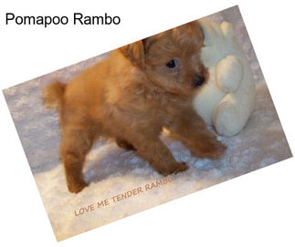 Pomapoo Rambo