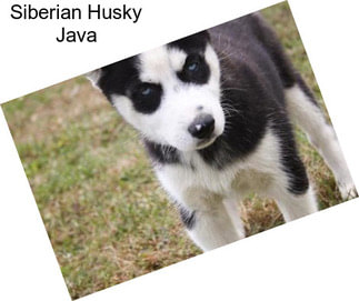 Siberian Husky Java