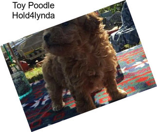 Toy Poodle Hold4lynda