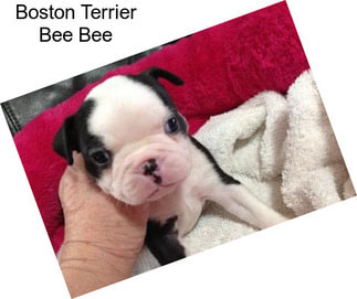 Boston Terrier Bee Bee