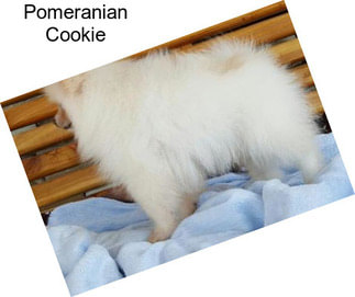Pomeranian Cookie
