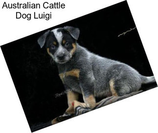 Australian Cattle Dog Luigi