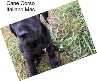 Cane Corso Italiano Mac