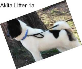 Akita Litter 1a