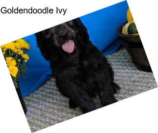 Goldendoodle Ivy