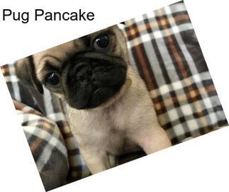 Pug Pancake