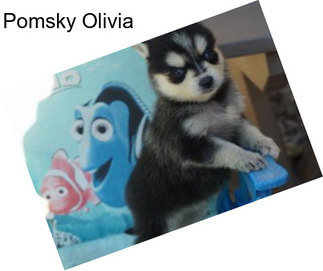 Pomsky Olivia