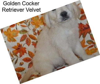 Golden Cocker Retriever Velvet