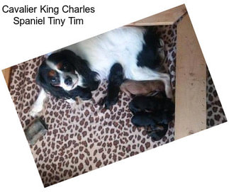 Cavalier King Charles Spaniel Tiny Tim