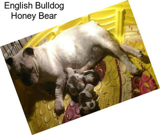 English Bulldog Honey Bear