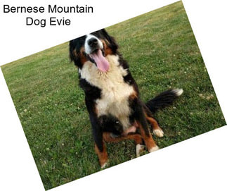 Bernese Mountain Dog Evie