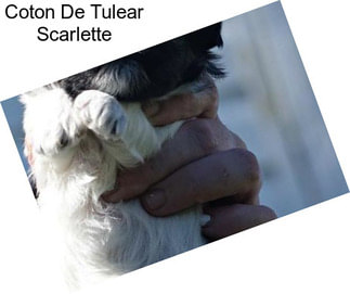 Coton De Tulear Scarlette