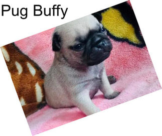 Pug Buffy