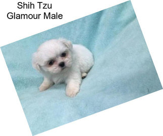 Shih Tzu Glamour Male