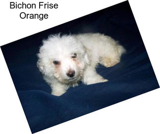 Bichon Frise Orange