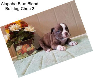 Alapaha Blue Blood Bulldog Choc 2