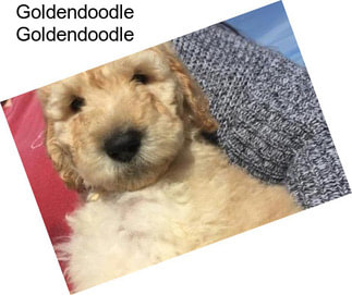 Goldendoodle Goldendoodle