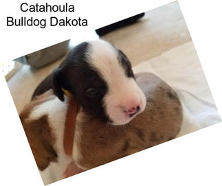 Catahoula Bulldog Dakota