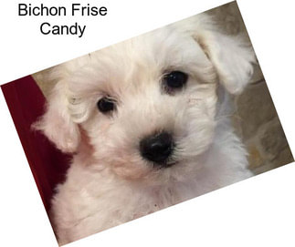 Bichon Frise Candy