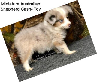 Miniature Australian Shepherd Cash- Toy