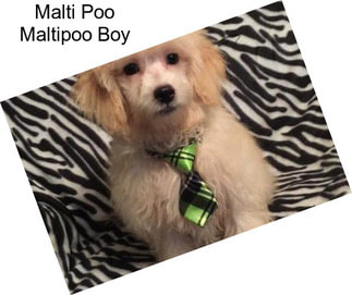 Malti Poo Maltipoo Boy