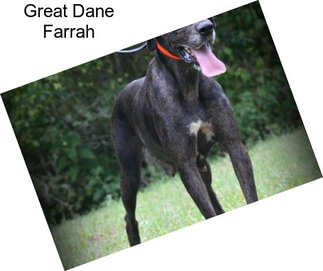 Great Dane Farrah
