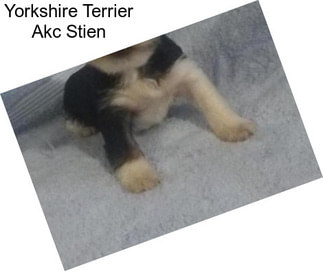 Yorkshire Terrier Akc Stien