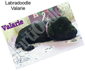 Labradoodle Valarie