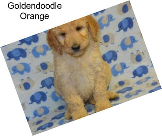 Goldendoodle Orange