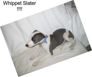 Whippet Slater !!!!