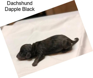 Dachshund Dapple Black