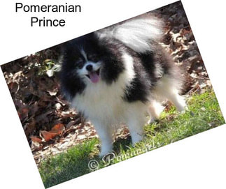 Pomeranian Prince