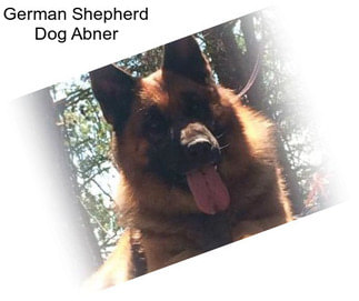 German Shepherd Dog Abner