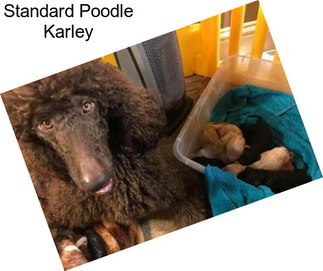 Standard Poodle Karley