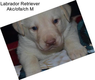 Labrador Retriever Akc/ofa/ch M