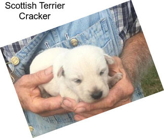 Scottish Terrier Cracker